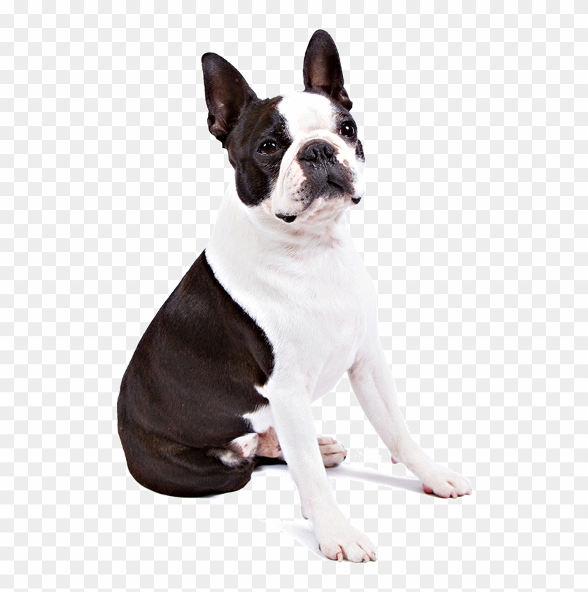 Boston Terrier Dog Breed Information - Boston Terrier Dog Png #479910