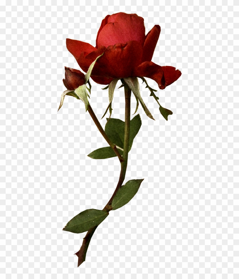 Rose - Garden Roses #480004