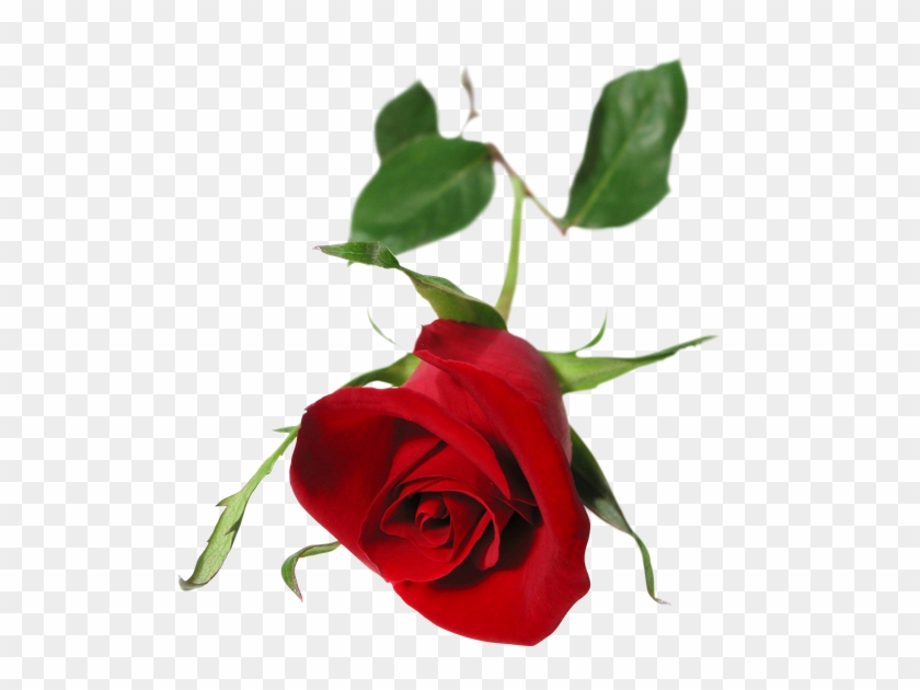 Red Rose - Single Red Rose #480008