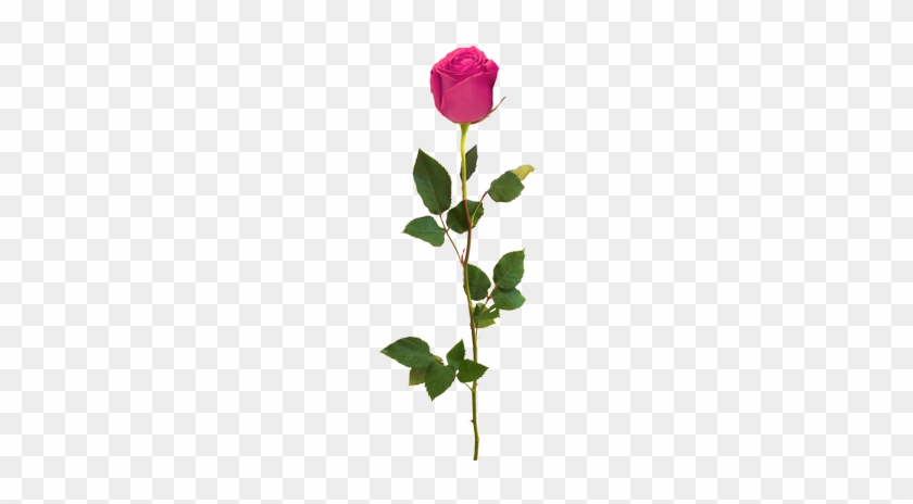 Beautiful Rose - Love$ Flower #480030