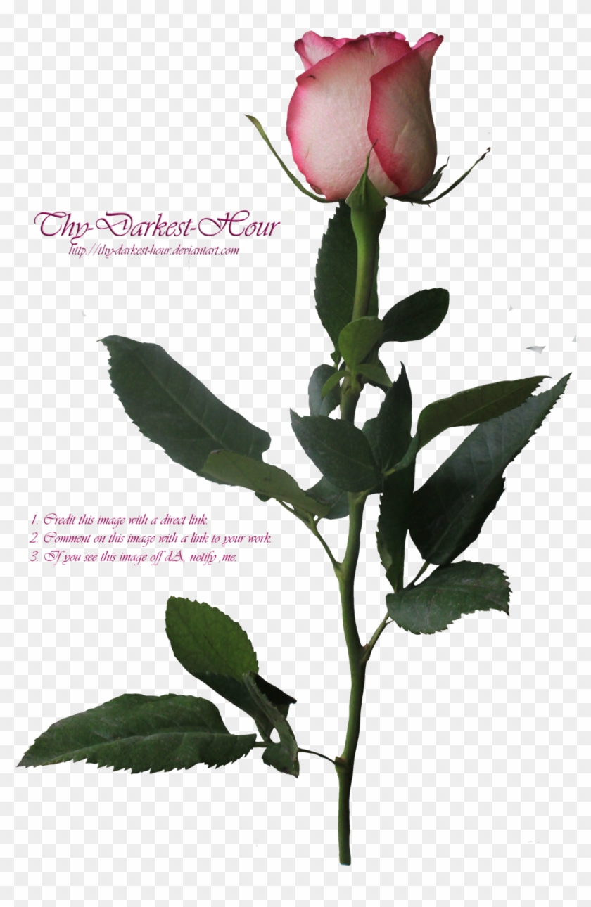 Pink Long Stemmed Rose By Thy Darkest Hour - Pink Long Stem Rose #480038