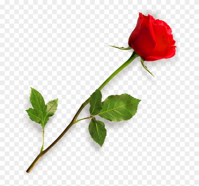 Red Rose Flower Free Png Transparent Images Free - Rose Png #480040
