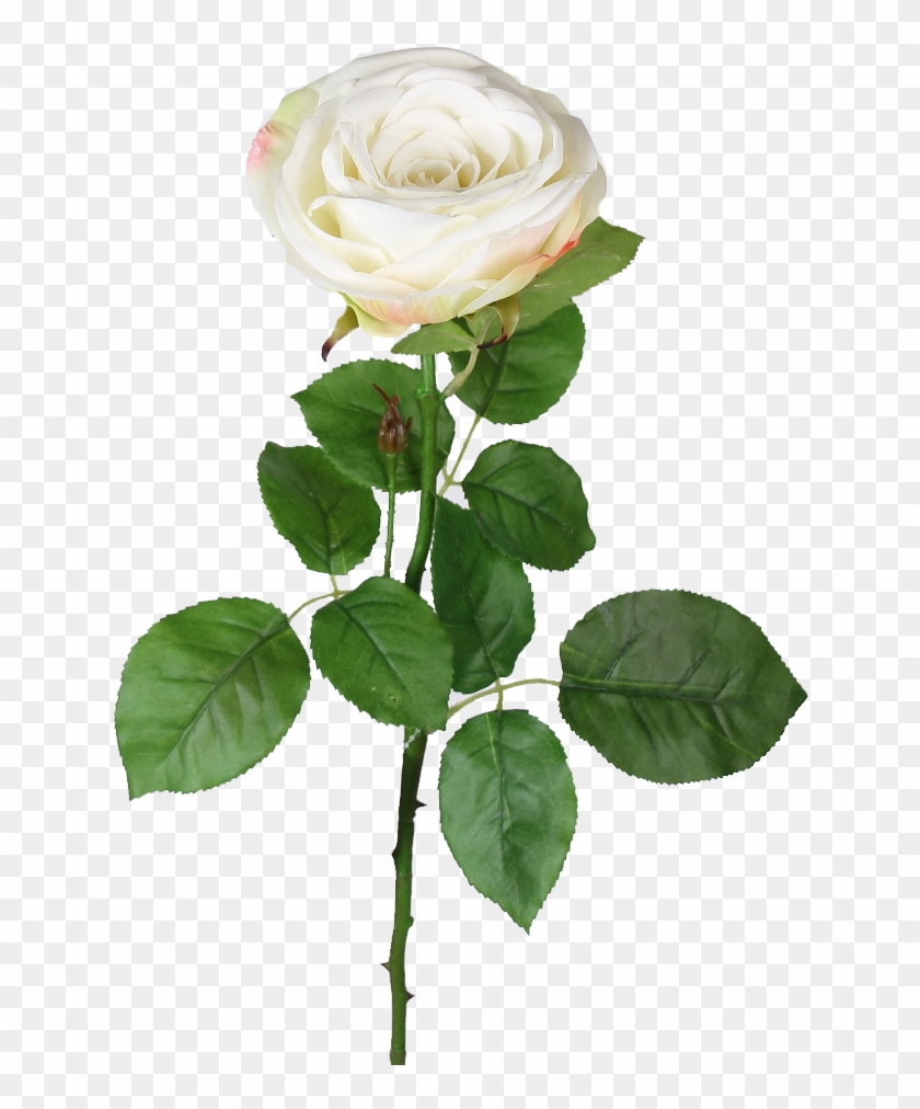 Cream Garden Rose - Rose #480092