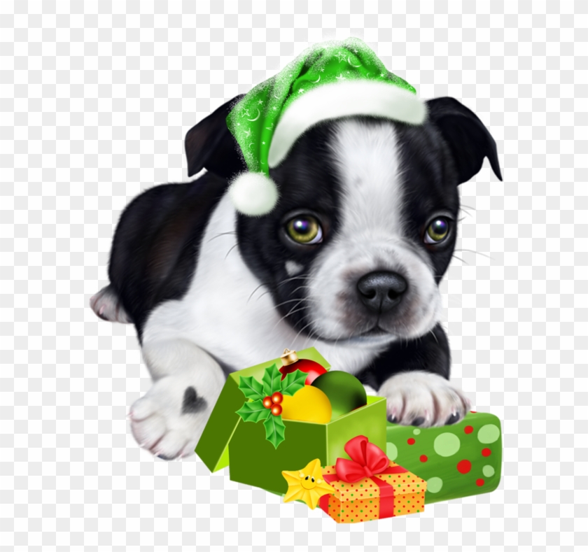 Собаки,кошки,щенки,обои - Boston Terrier #480093