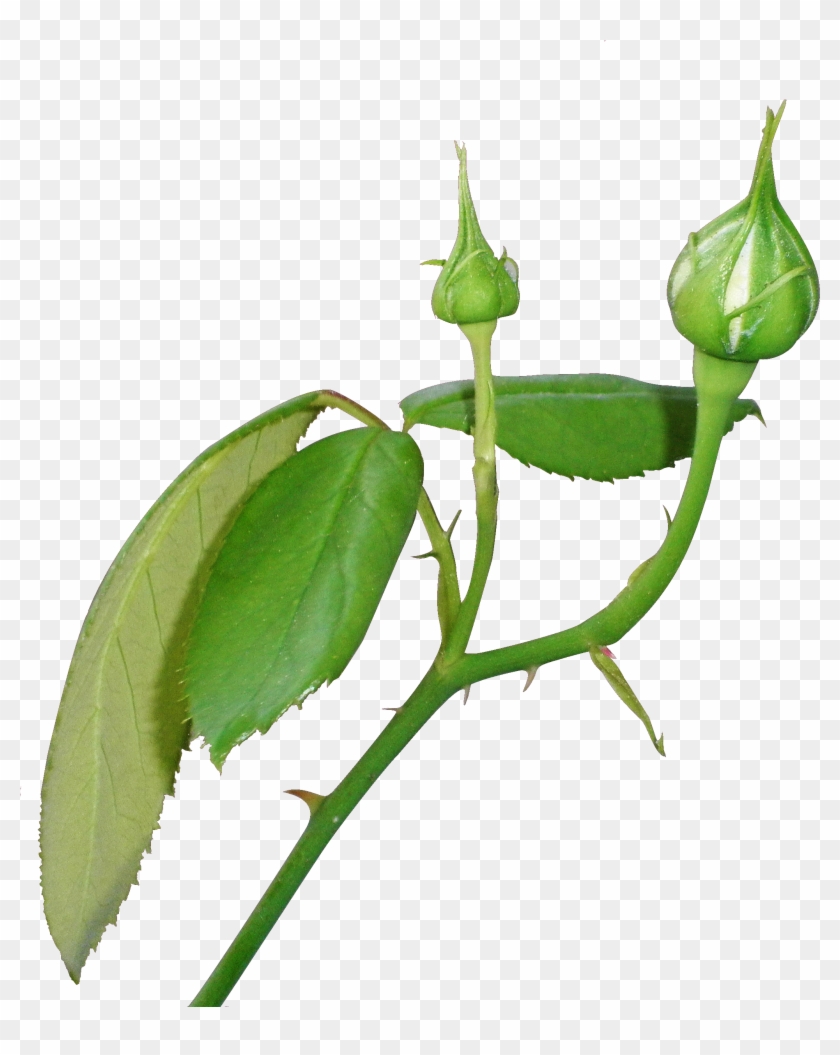 Flower Bud Png #480103