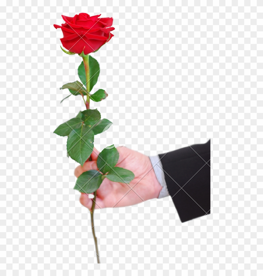 Man Red Rose - Give A Red Rose #480167