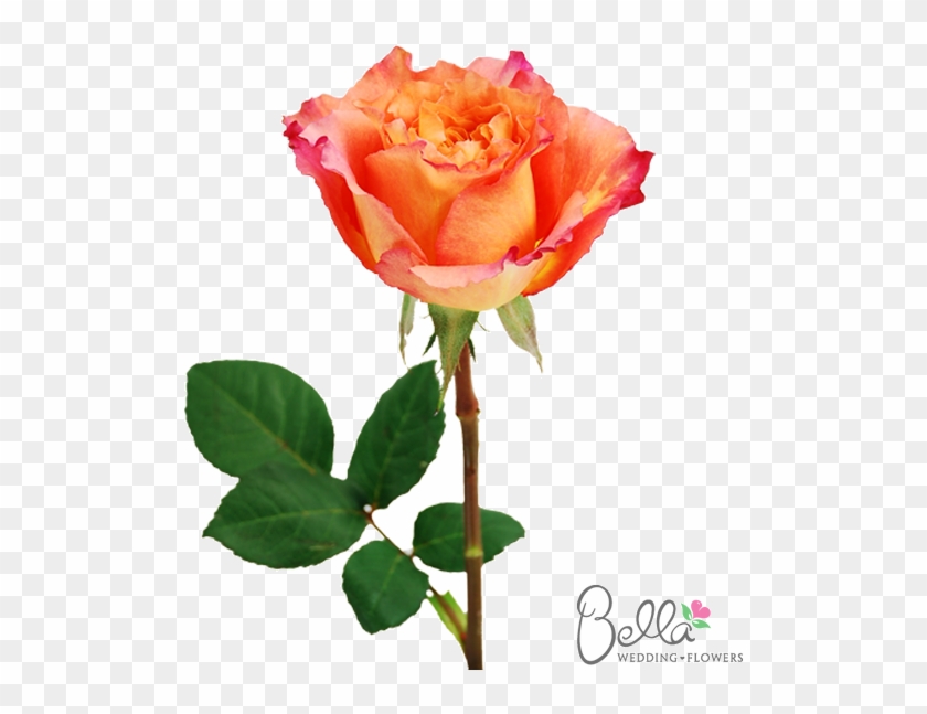 Free Spirit Roses Are A Gorgeous Variety Of Orange - Wedding #480168
