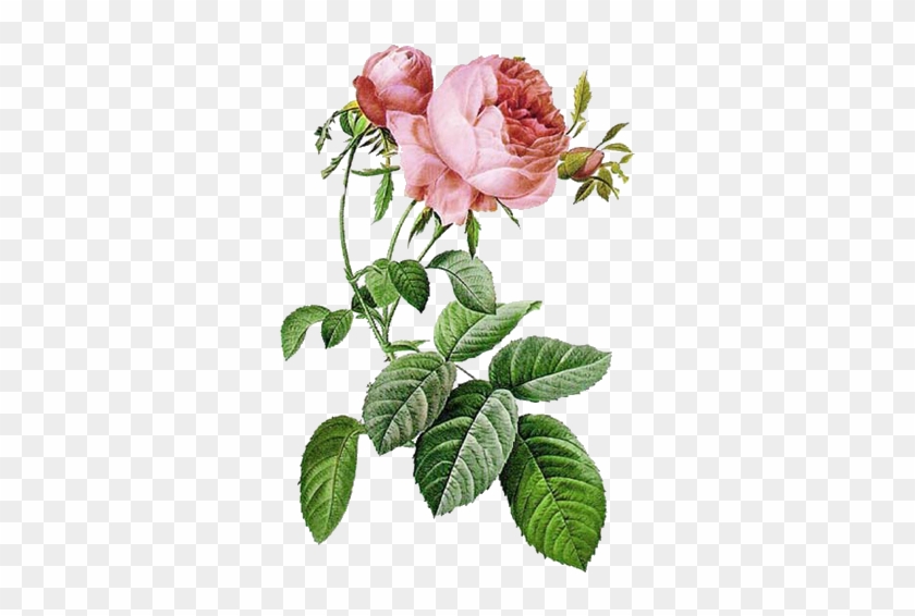 Vintage Rose - Botanical Art In London #480173
