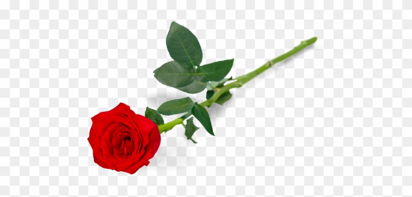 Red Rose - Garden Roses #480177