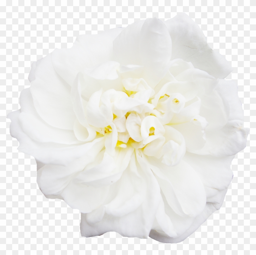 White Flower Peony - White Flower Peony #480392