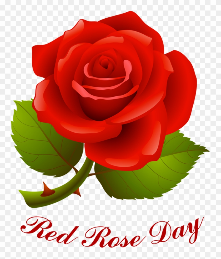 Red Rose Day #480585