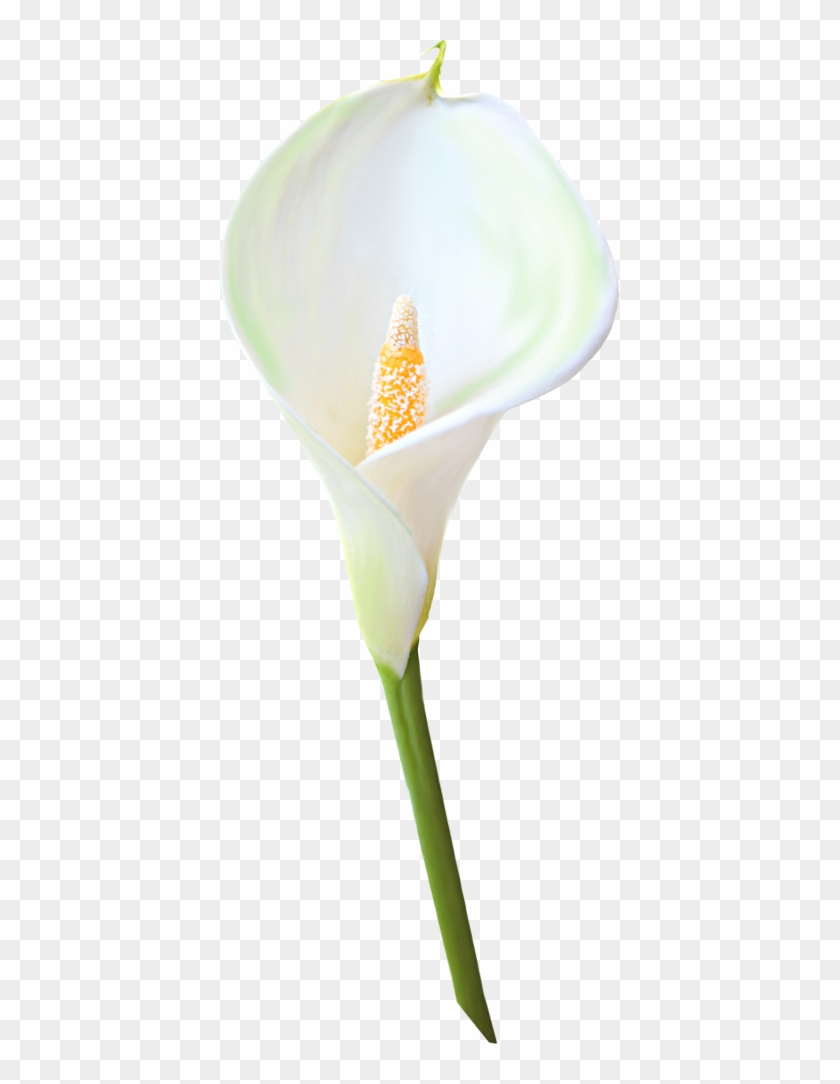 Transparent Calla Lily Flower Clipart - Giant White Arum Lily #480863