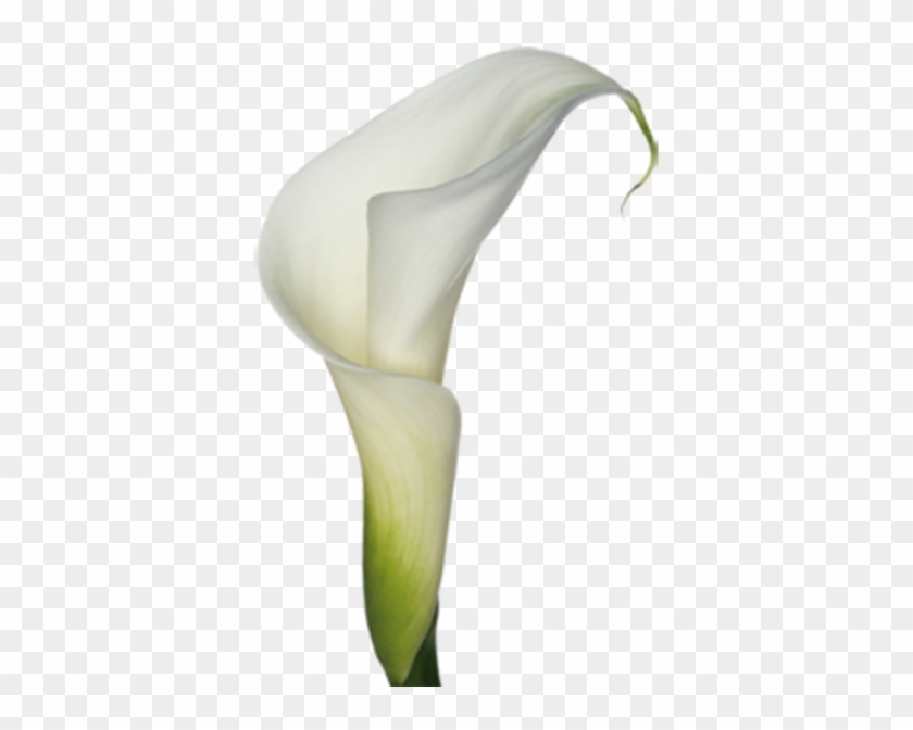 Calla Lily Bouquet Clipart - White Calla Lily Png #480867