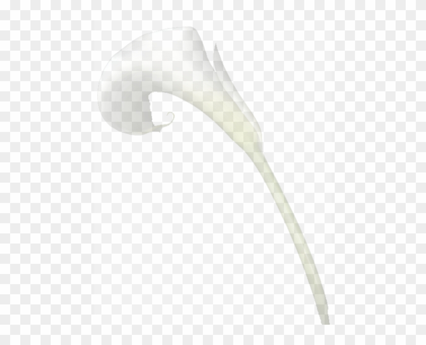 Calla Lily Border Clipart - Lily #480890