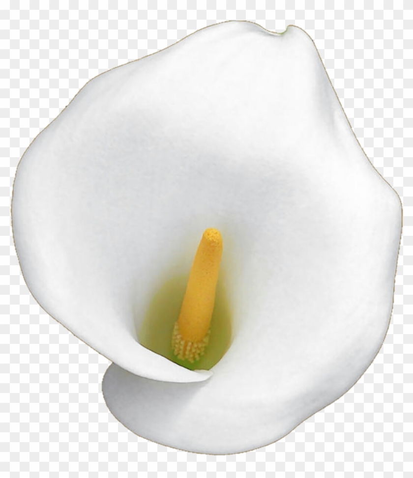 White Calla Lily By Jeanicebartzen27 White Calla Lily - White Calla Lily Transparent #480902