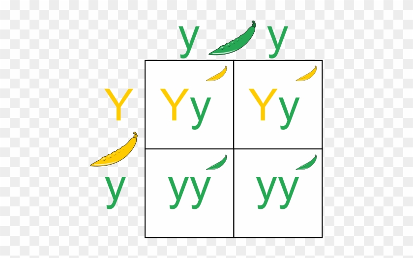 This Image Rendered As Png In Other Widths - Punnett Square #481832