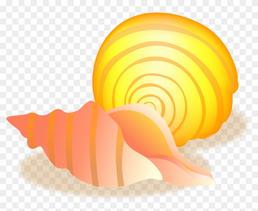 Conch Sea Snail Seashell - Conch #482093