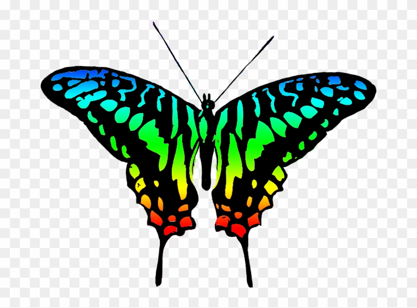 Butterfly Clipart Symmetrical - Colourful Butterfly Clip Art #482121
