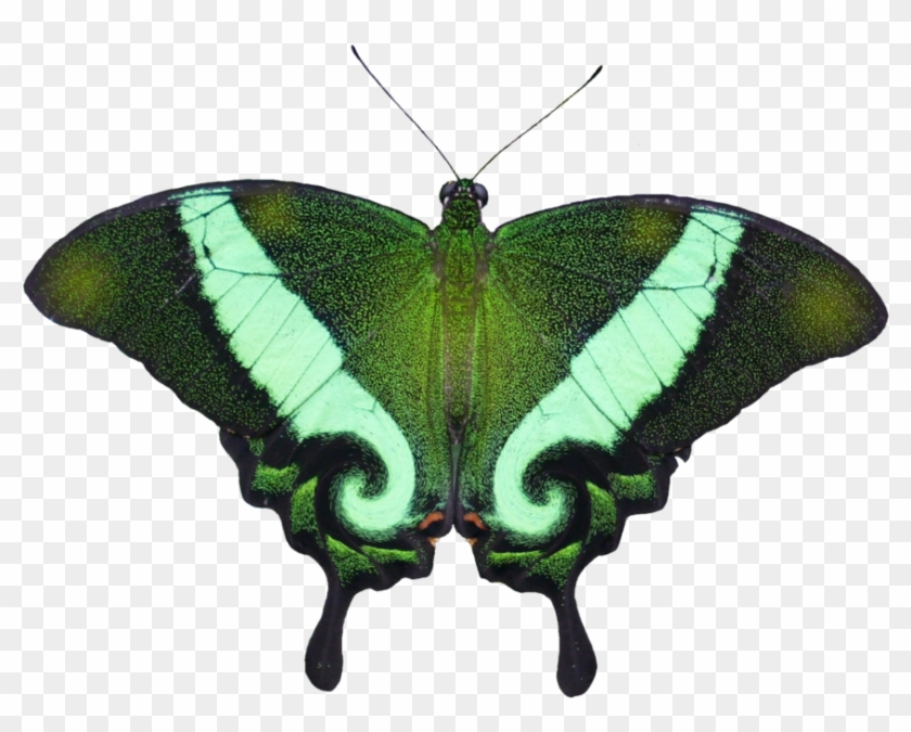Clip Art - Papilio Palinurus #482161