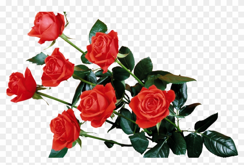 Red Rose Transparent Png - Flowers Rose Wallpaper Png #482655
