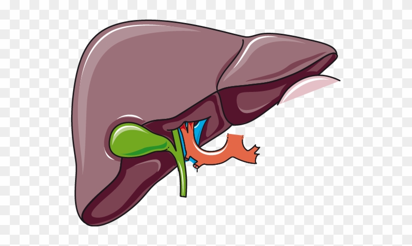 Liver And Gallbladder - Liver And Gallbladder Png #482862