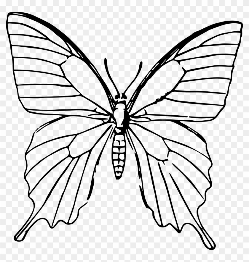Clipart - Butterfly Drawing Png #483607
