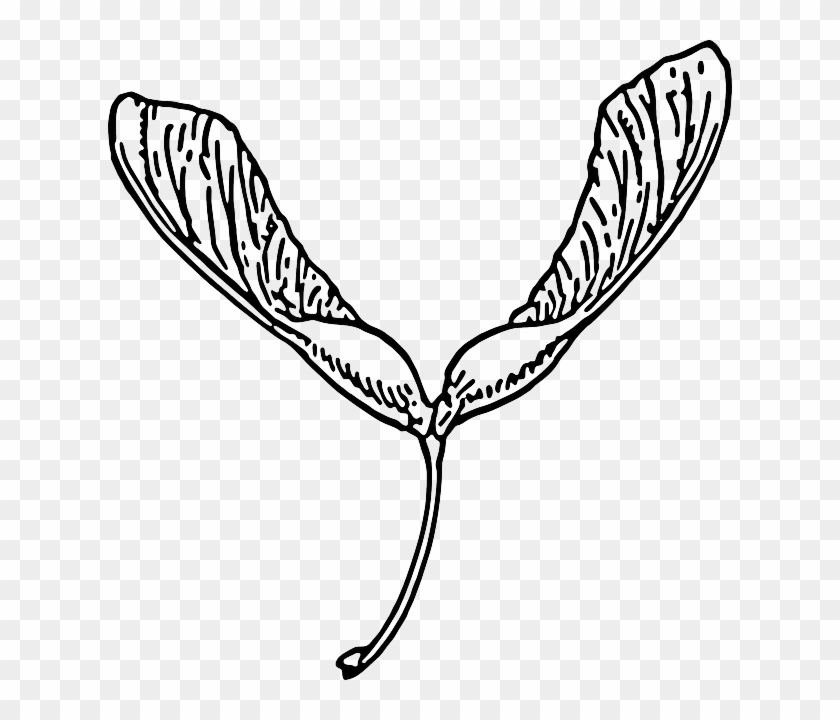 Buscar Con Google - Sycamore Seed Clip Art #483740