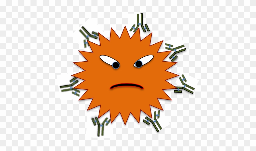Been Opsonized By Antibodies They Bind All Over The - Antibody And Antigen Reaction #484005