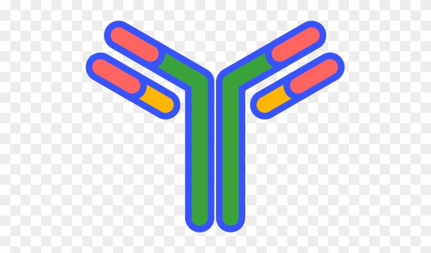 The Immune Hosts Explain How Antibody Molecules Mature, - Antibody #484160