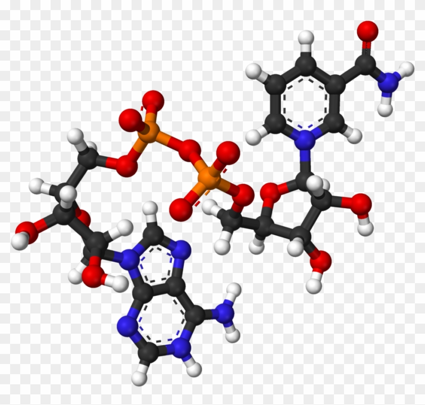 Researchers At Brigham And Women's Hospital In Boston - Nicotinamide Adenine Dinucleotide #484431