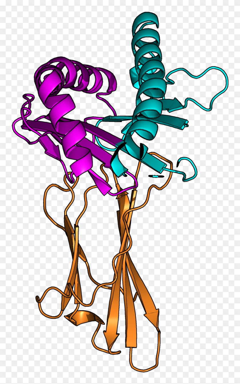 Human Leukocyte Antigens Are Important Components Of - Human Leukocyte Antigens Are Important Components Of #484507