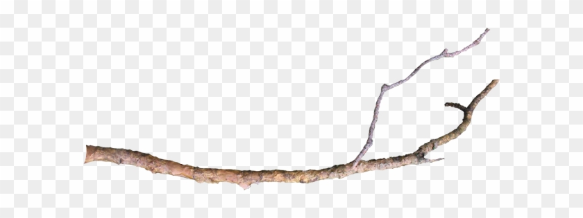 Wg-23 - Tree Branch Png #484549