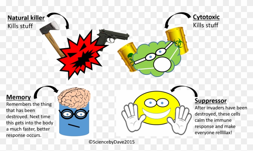 Most Important Of All The Adaptive Immune System Produces - Natural Killer Cell Cartoon #484619