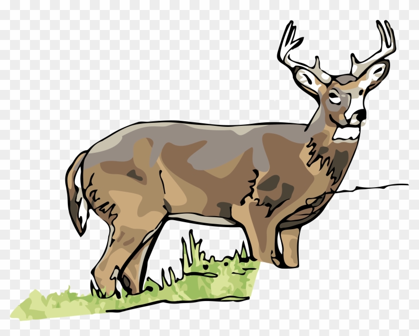 White-tailed Deer - Elk #485463