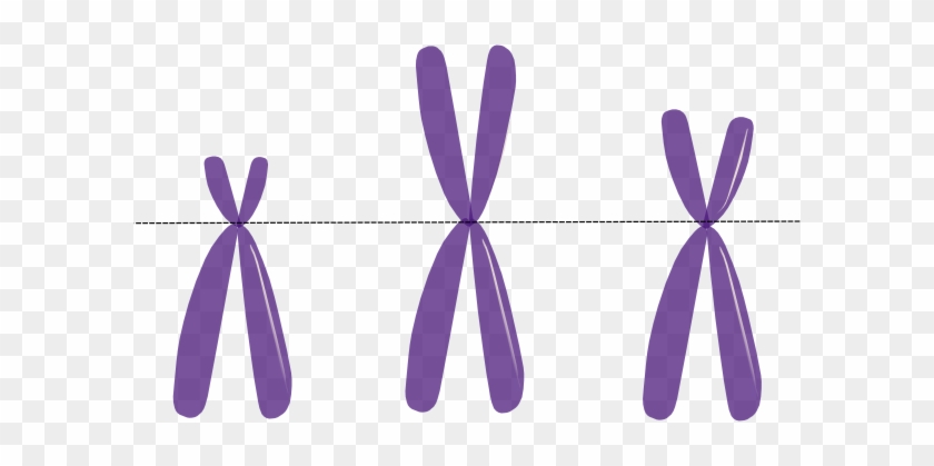 Clipart Of Gene And Allele - X Chromosome Transparent #485494