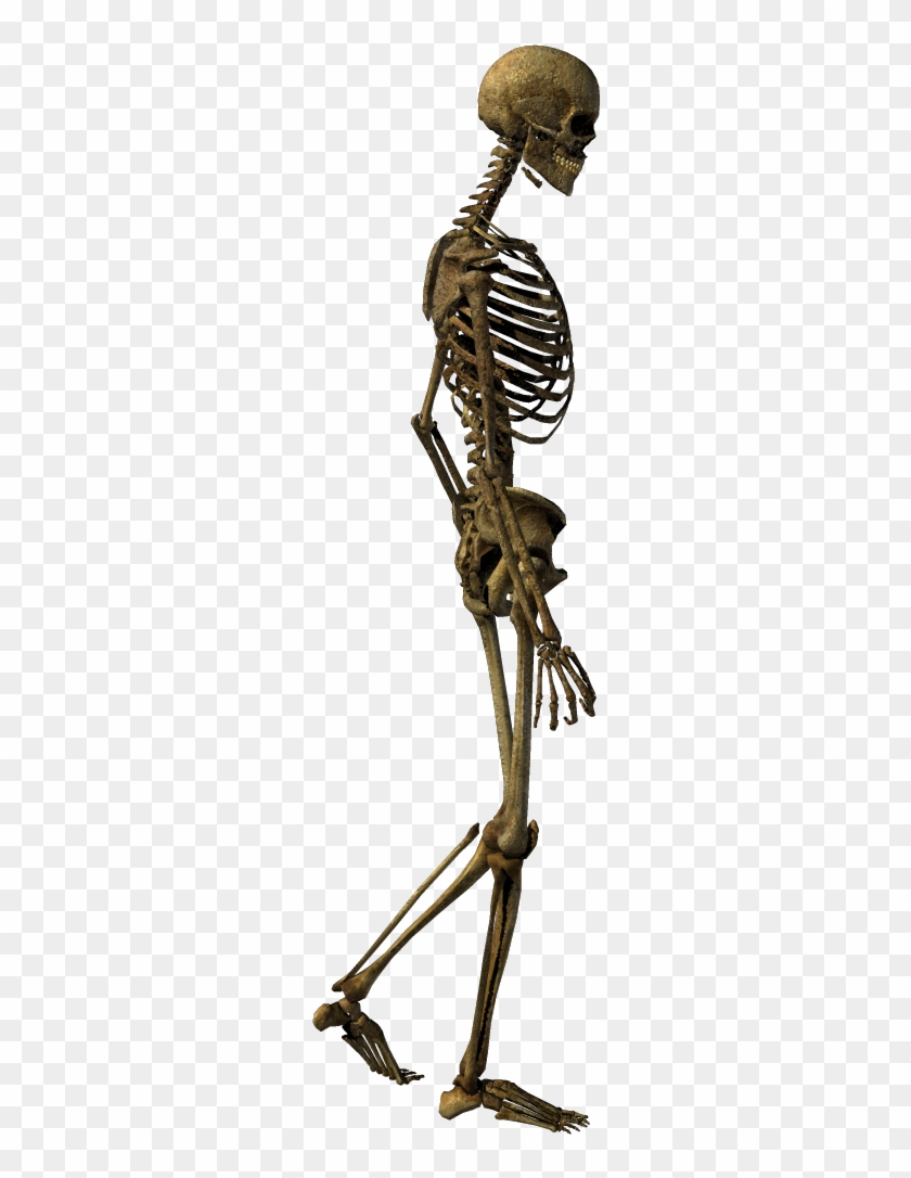 Human Skeleton Bone Clip Art - Skeleton Walking Png #485549