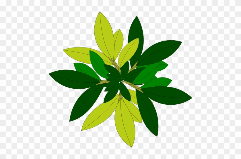 Daun Pohon - Tree Vector Top View Png #486503