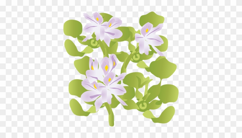Hyacinth Clipart Water Hyacinth - Water Hyacinth Vector #486533