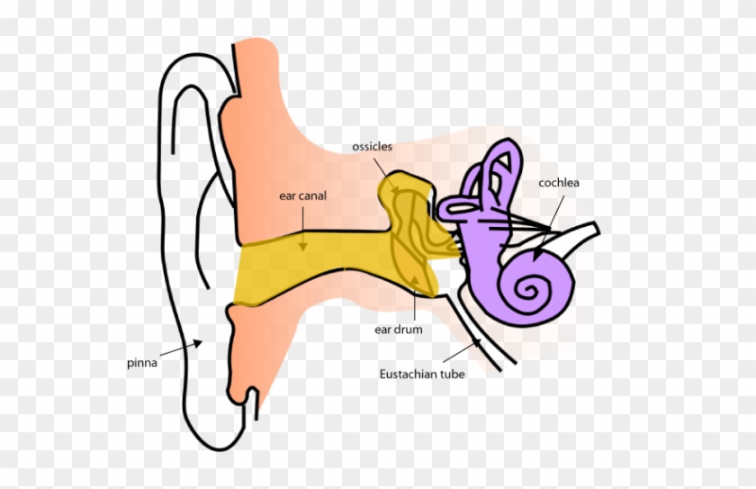 Conductive Hearing Loss - Sound Class 8 #487647