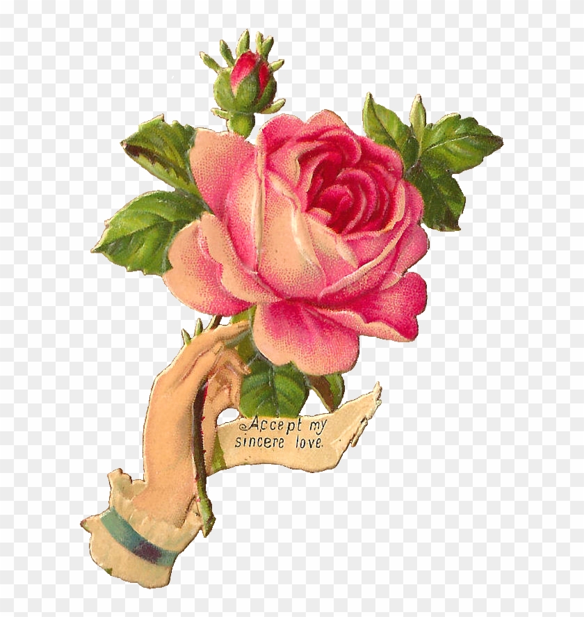 These Victorian Hand Whimsies Are Always So Lovely - Antique Rose Illustration #487694