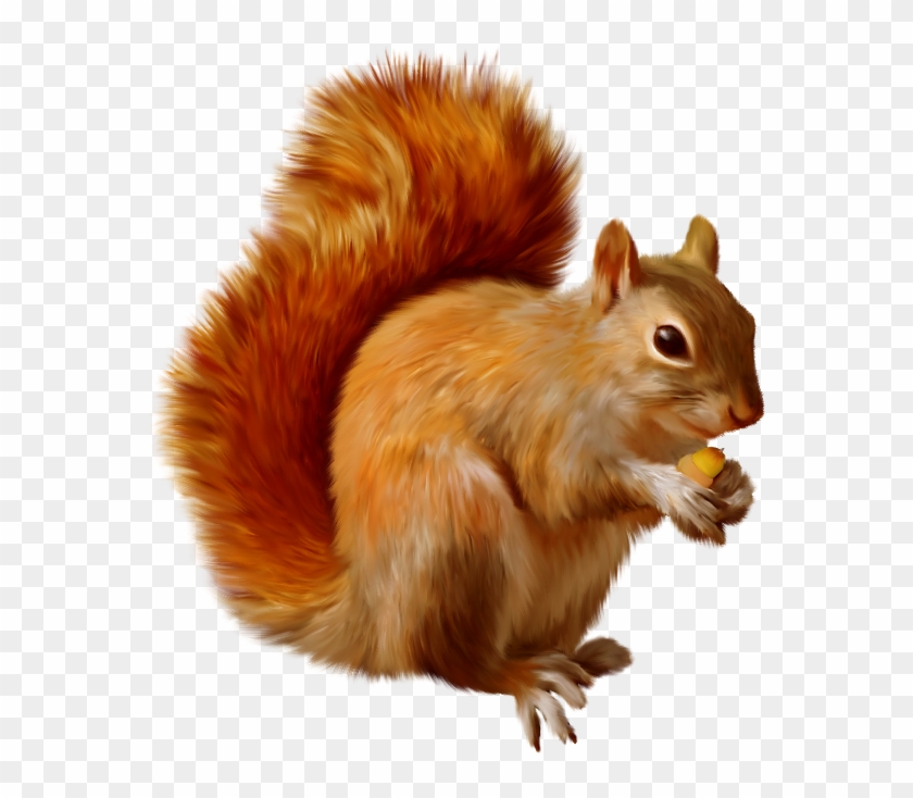 Acorn Clipart Red Squirrel - Animals Png Images Hd #487812