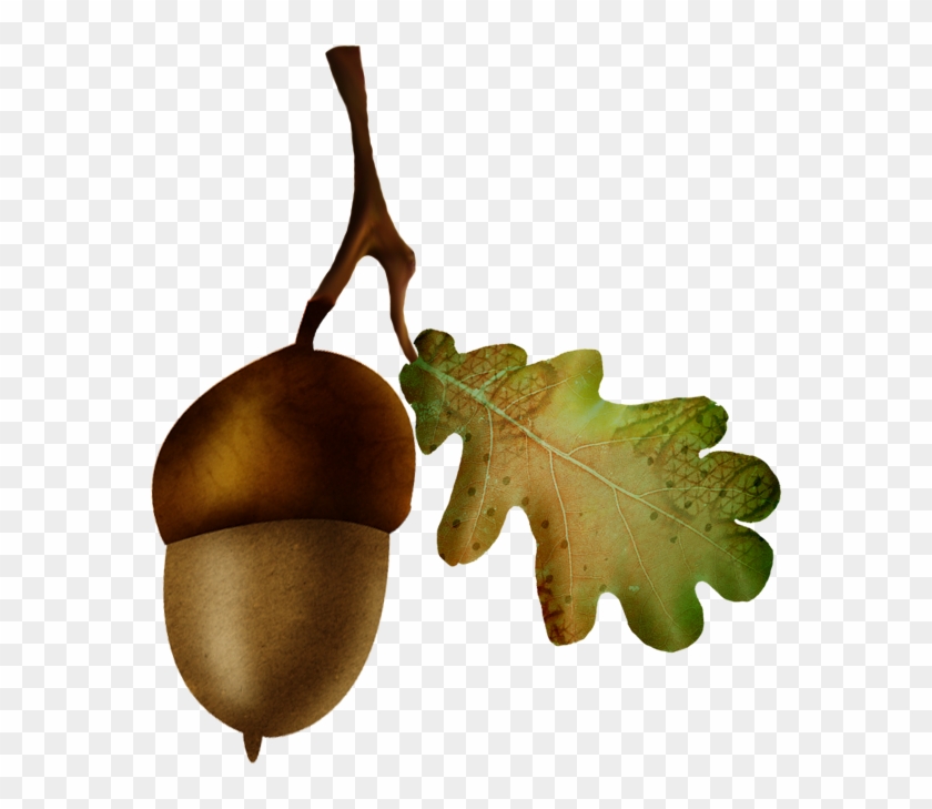 Acorn Oak Nut Fruit - Acorn Oak Nut Fruit #487977