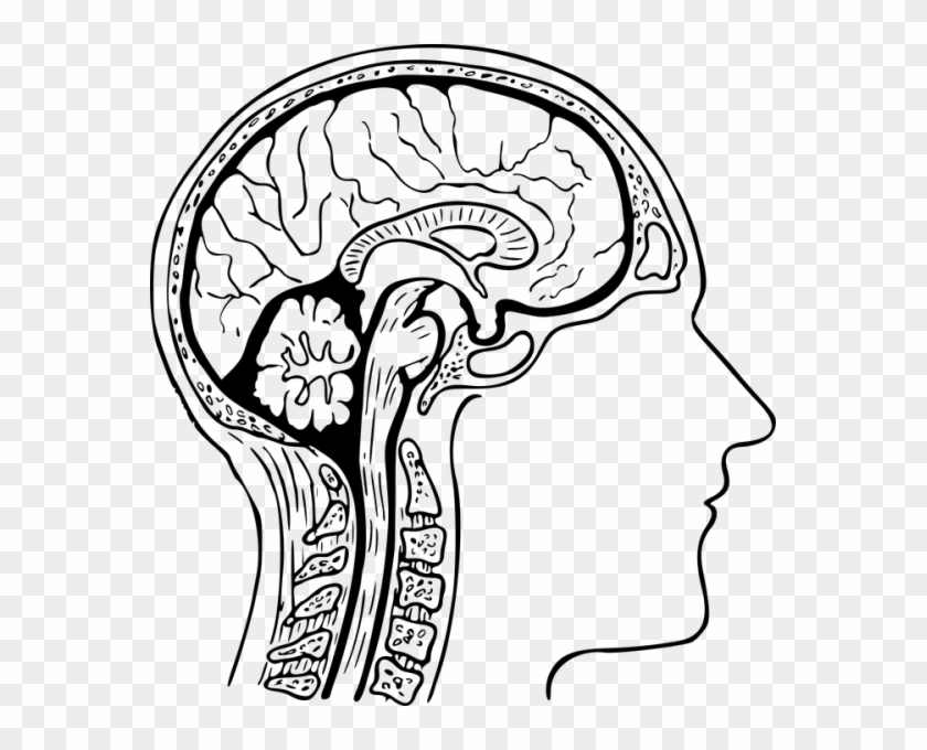 Brain Clipart Black And White 6 Nice Clip Art - Brain Cross Section Drawing #488376