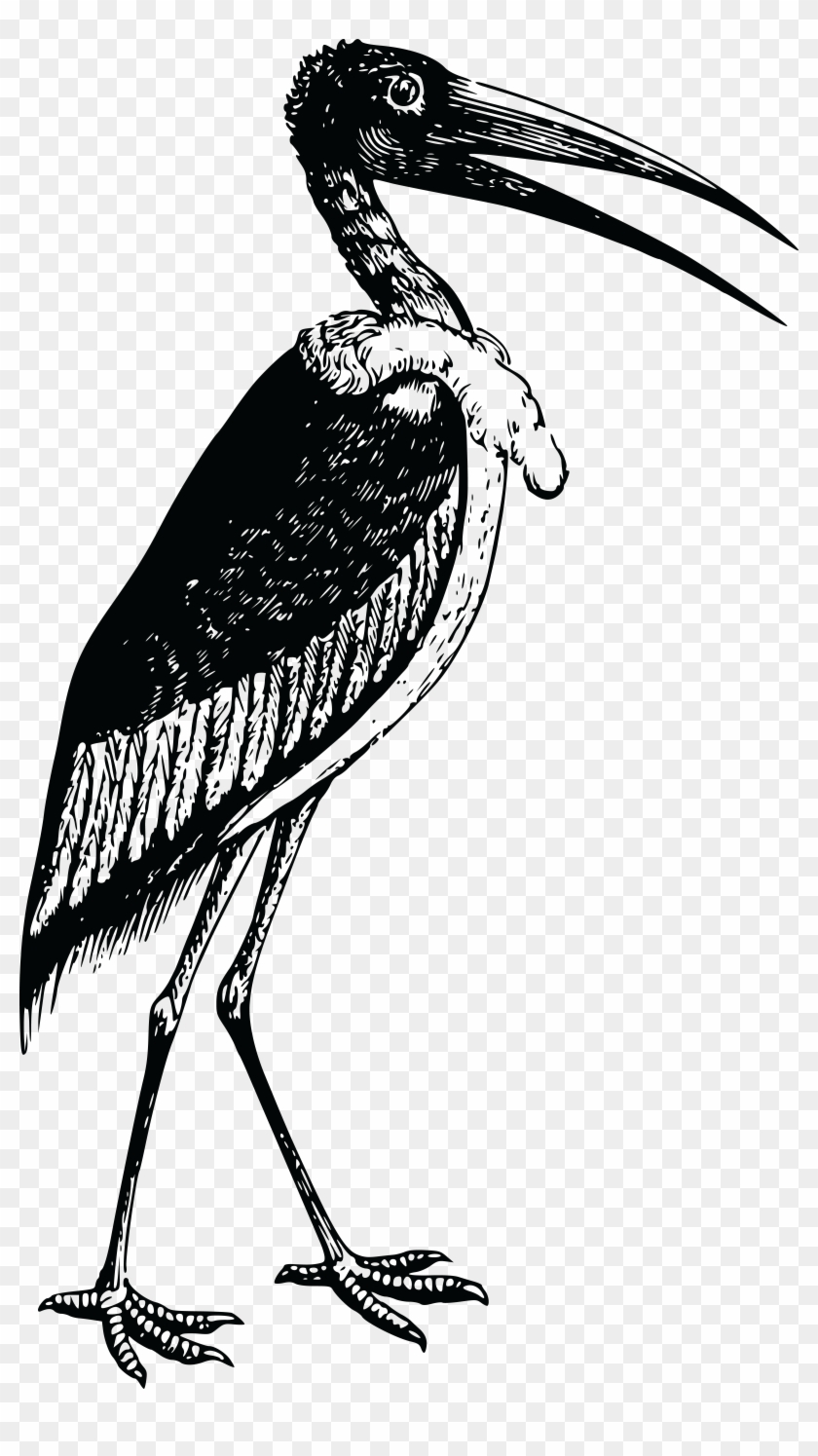 Free Clipart Of A Stork - Bird #488426