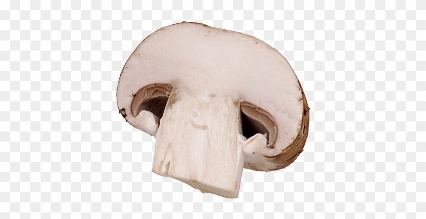 Sliced Mushroom Clipart For Kids - Mushroom That Looks Like A Nose #488703