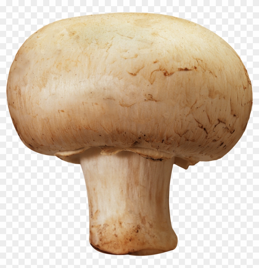 Mushroom Png Images, Free Mushroom Pictures Png - Mushroom Png #488760