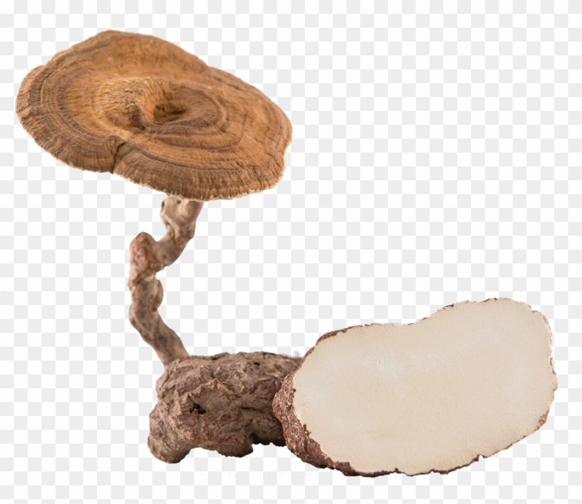 Mushroom Png 3, Buy Clip Art - Tiger Milk Mushroom #488767