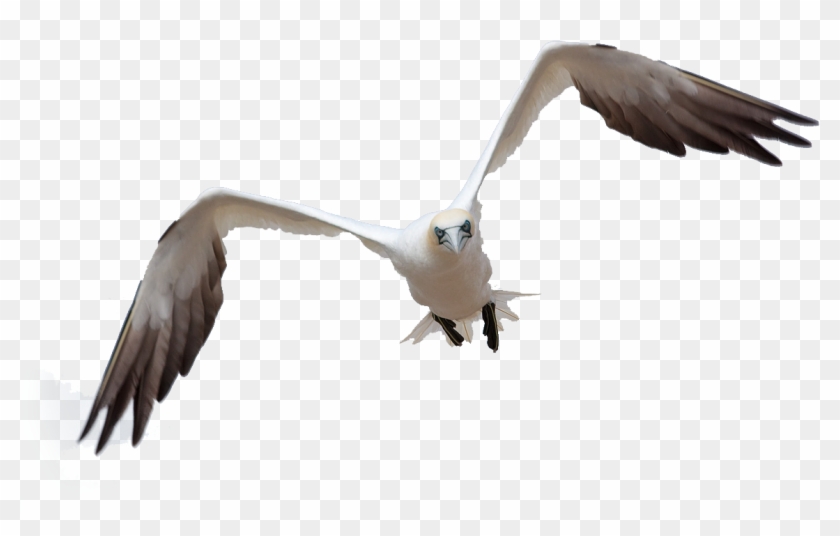 Bird Flight By Queenphotoshop On Clipart Library - Bird Fly Png Hd #489097