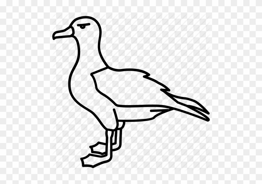 Albatross, Bird, Fishing, Gull, Kittiwake, Mew, Seagull - Albatross Drawing #489165