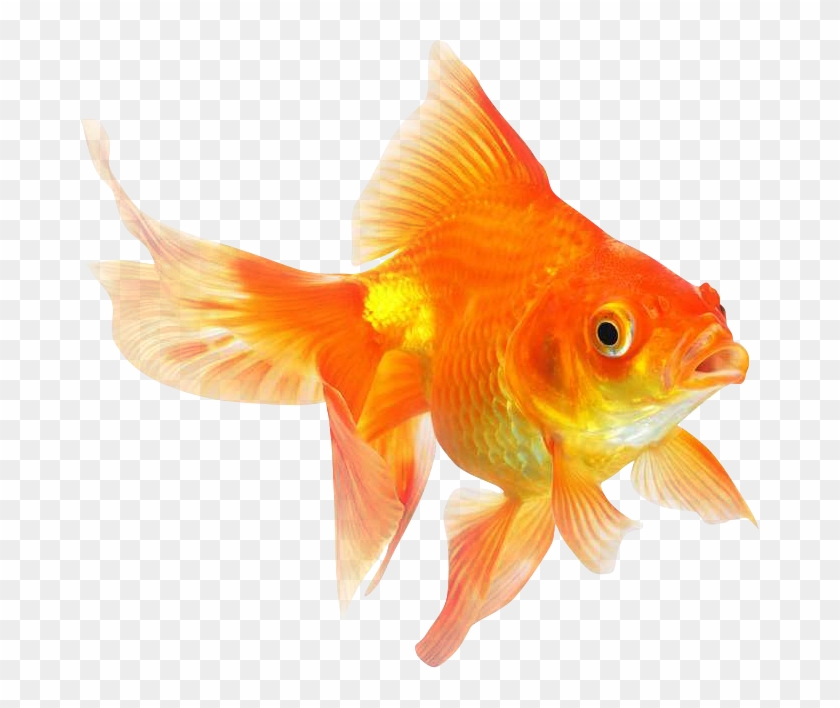 Ryukin Comet Red Cap Oranda Common Goldfish Desktop - Ryukin Comet Red Cap Oranda Common Goldfish Desktop #489587